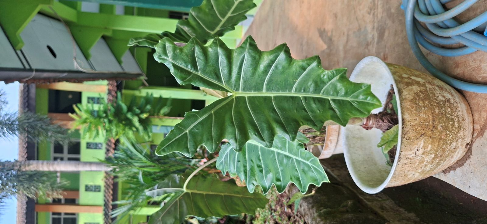 Alocasia Keris