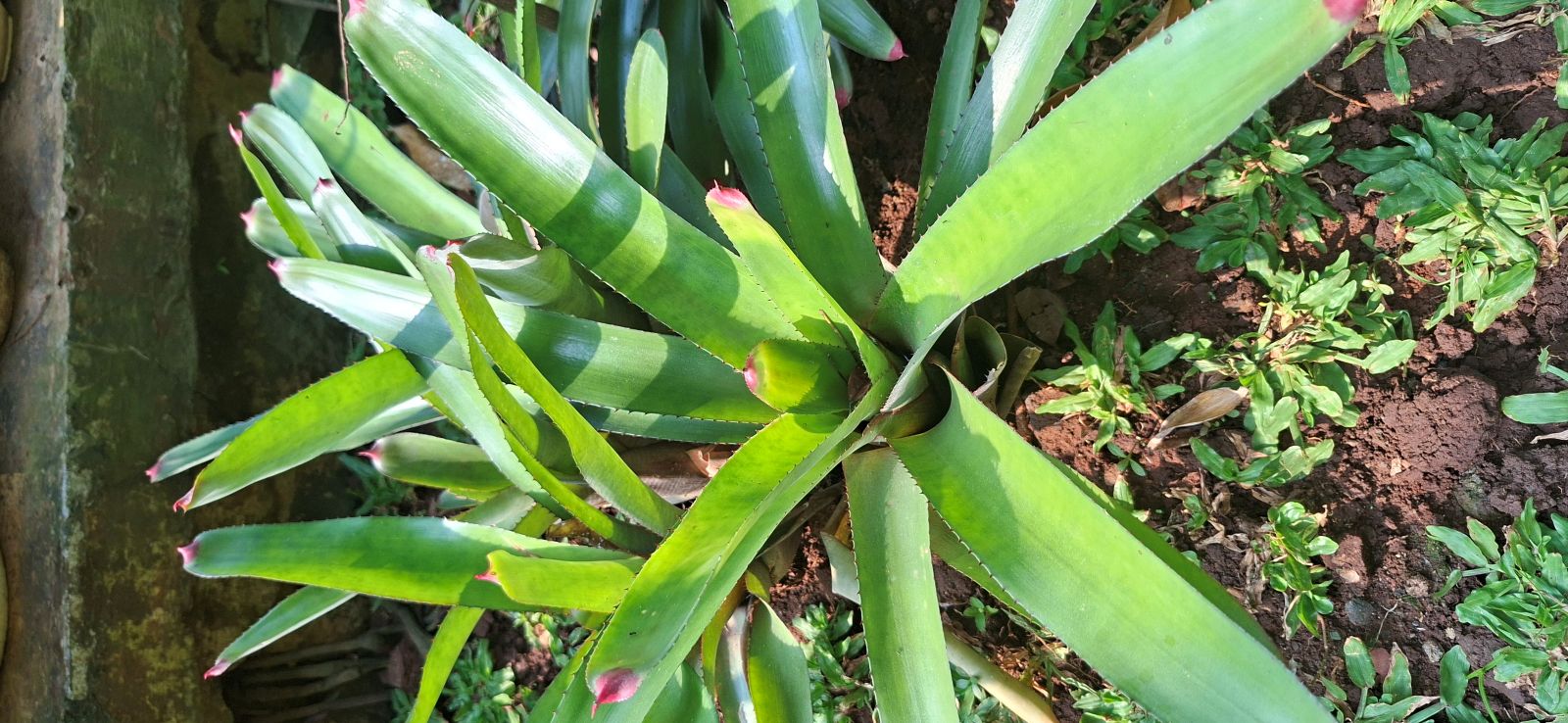 Bromelia Ujung Merah