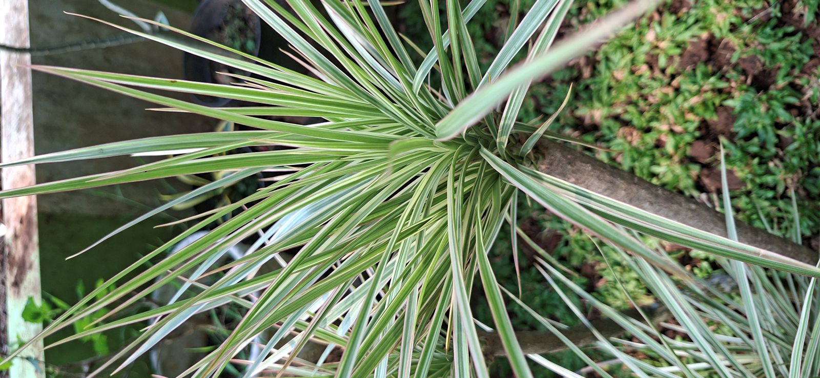 Dracaena Tricolor