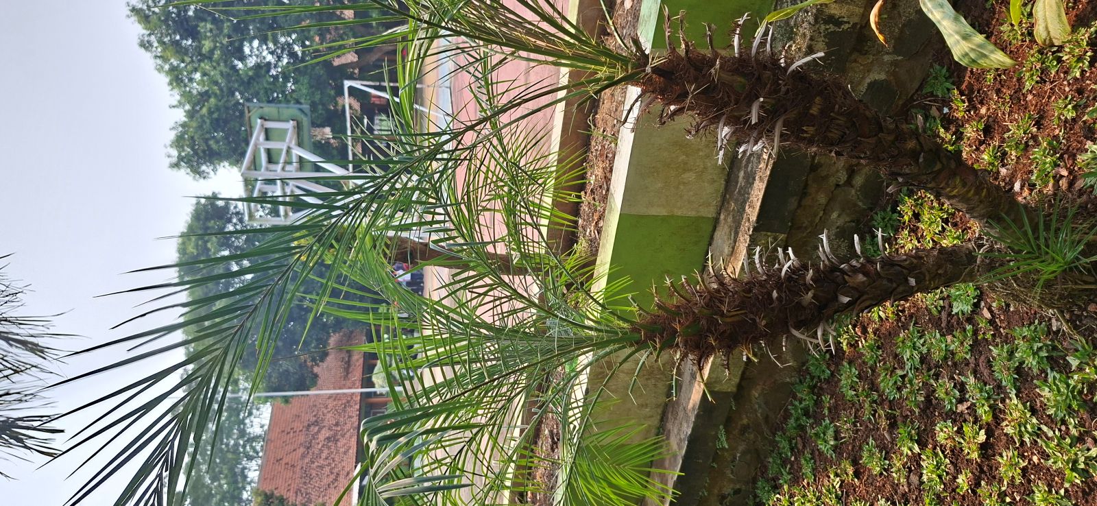 Kurma
