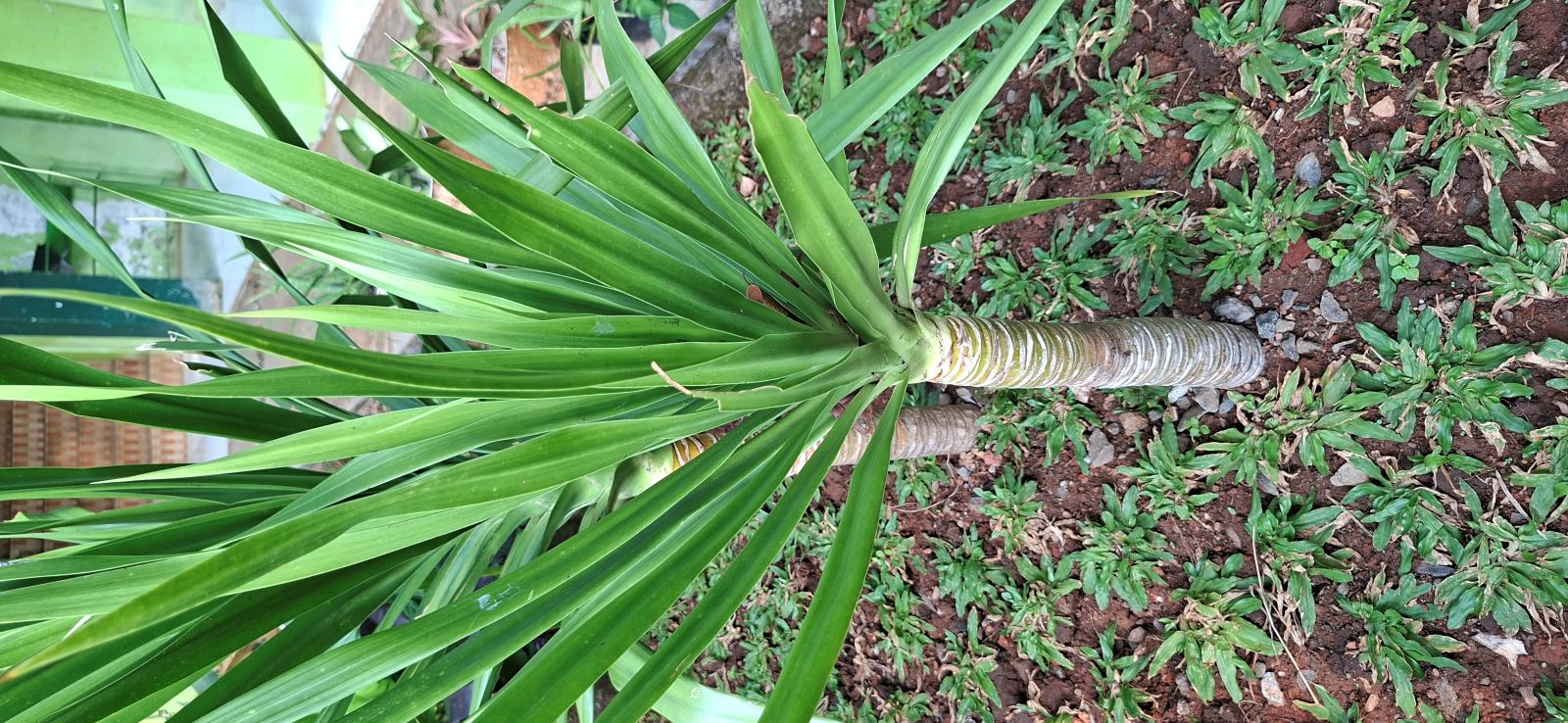 Pandan Bali